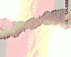 back_papier_3.gif